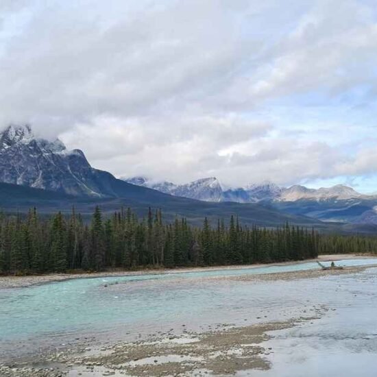 Staer VoicesOfConservation Org Blog
