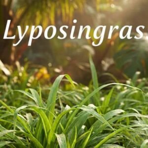 Lyposingrass: Nature’s Powerful Wellness Plant