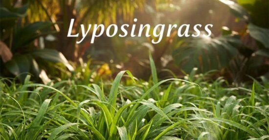 Lyposingrass: Nature’s Powerful Wellness Plant